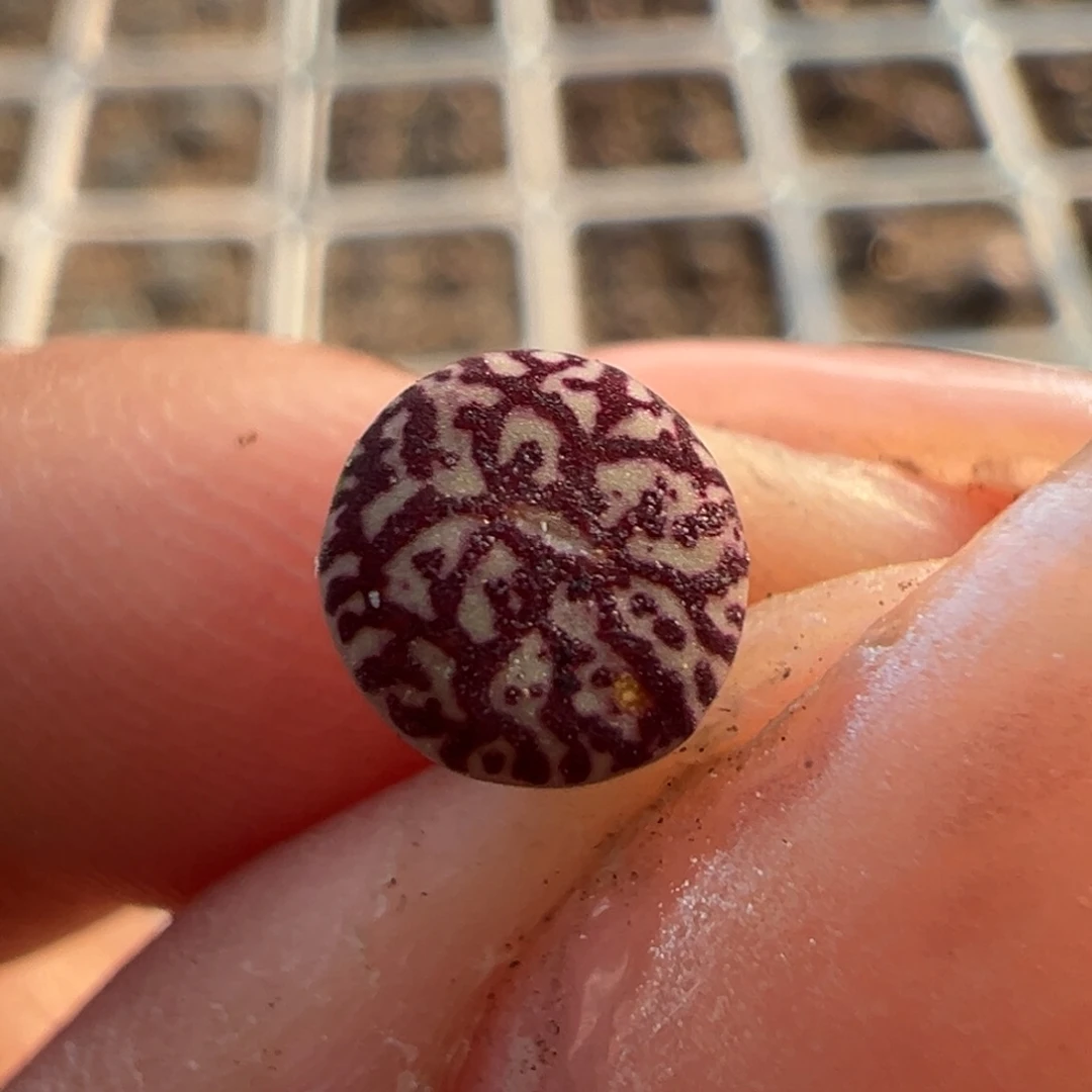 流水红纹墨多肉多肉