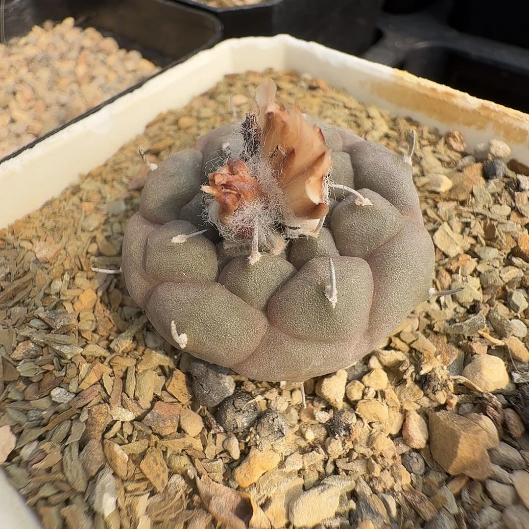 冬云实生娇丽3公分