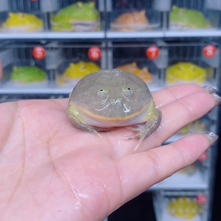 角蛙恭喜发财大吉大利