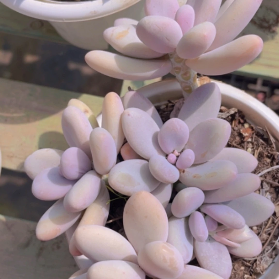 【闪购商品】原始奶0643