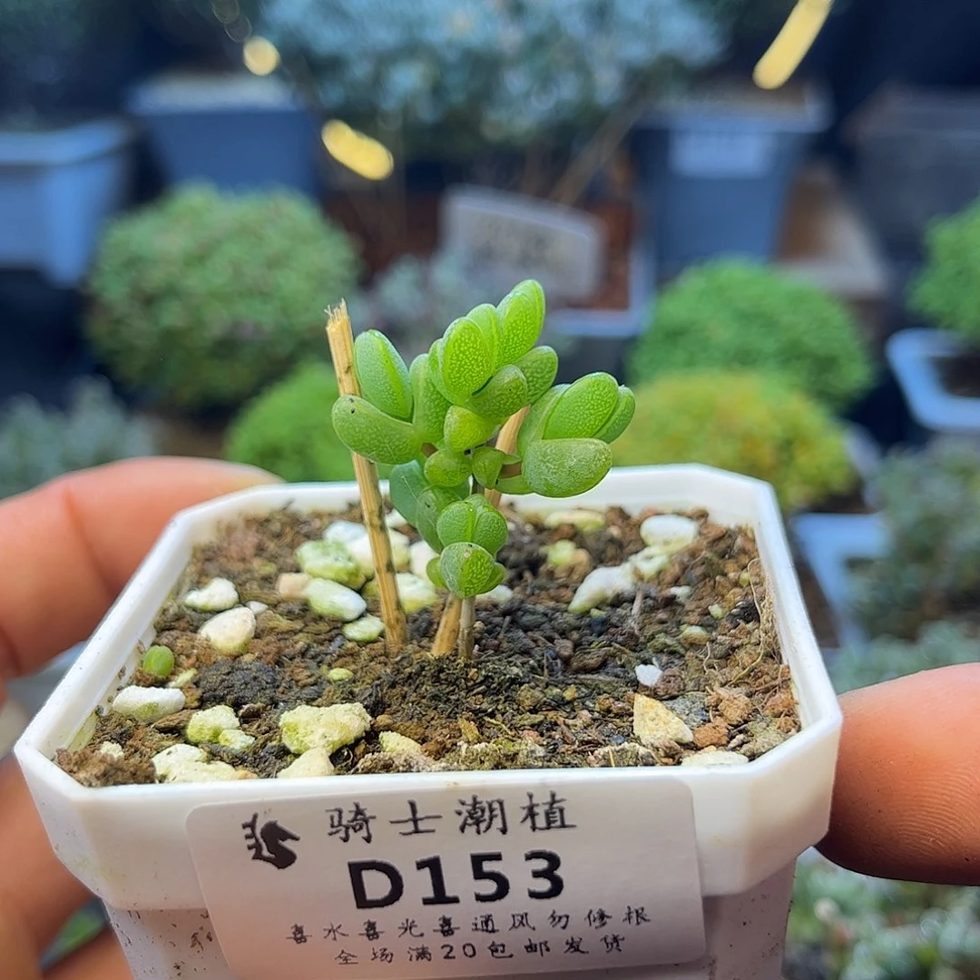 153元宝多肉植物多肉