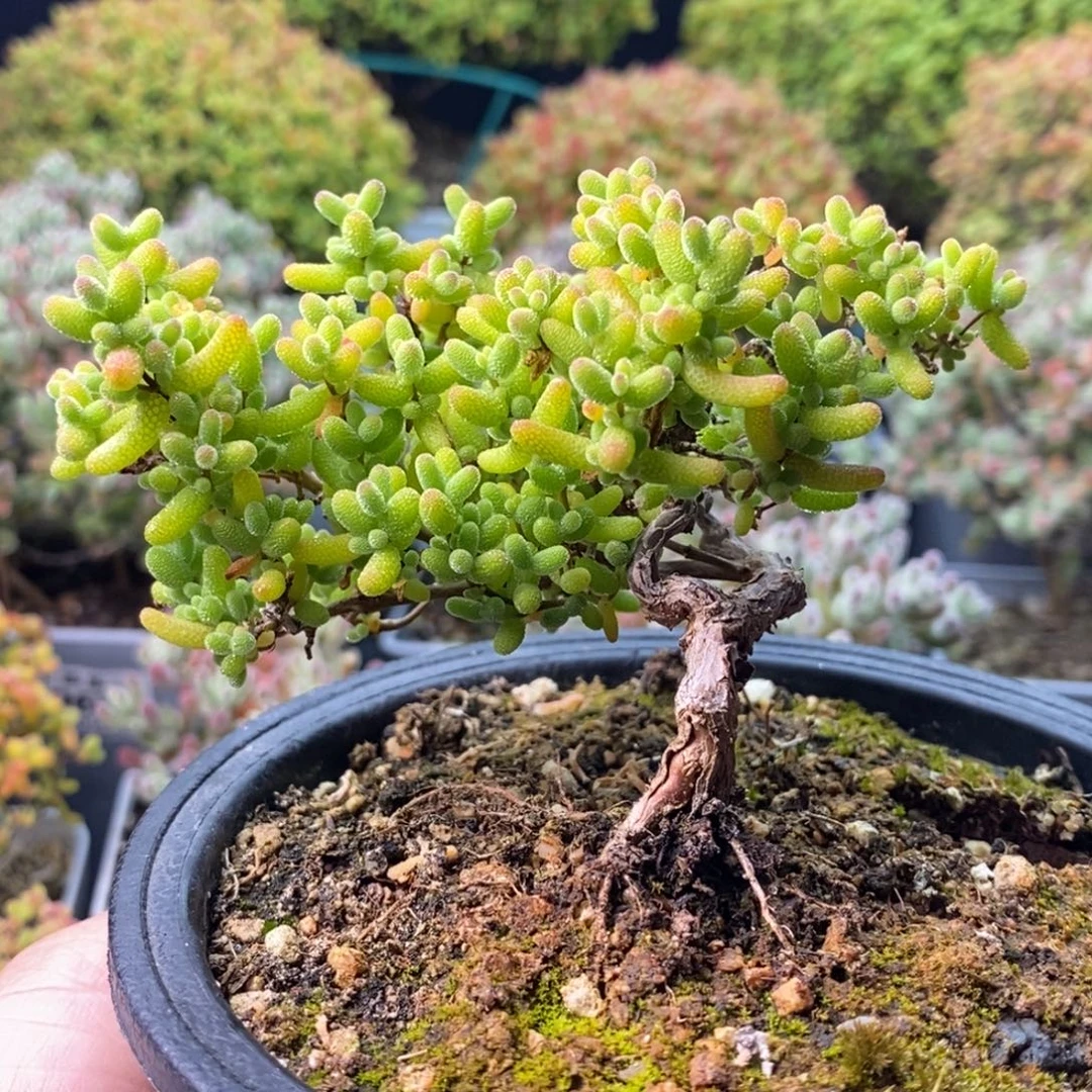 1507造型桩蜜橘糖球 。