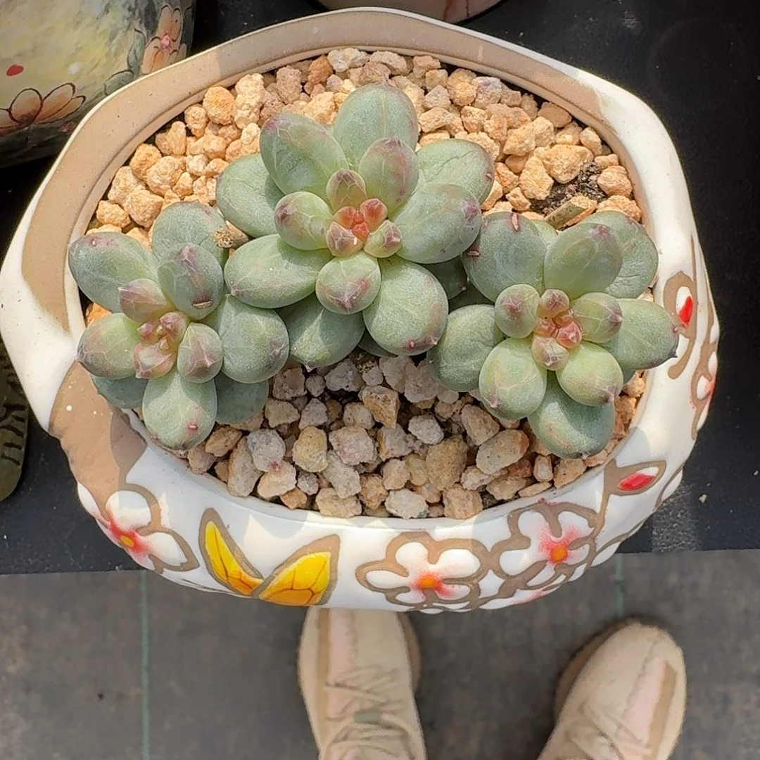 西瓜太郎 3头 一物一拍