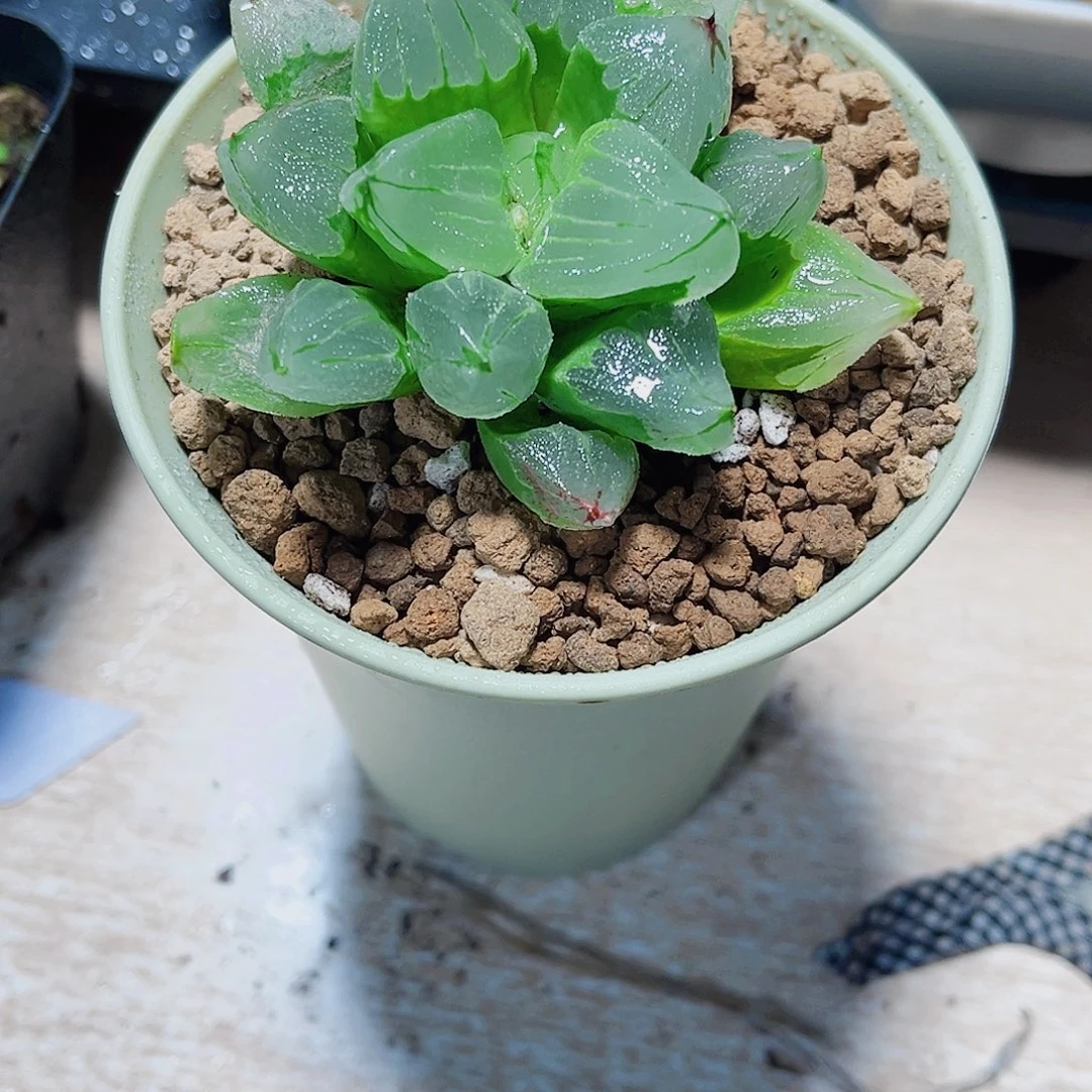 冰城寿精品十二卷系列