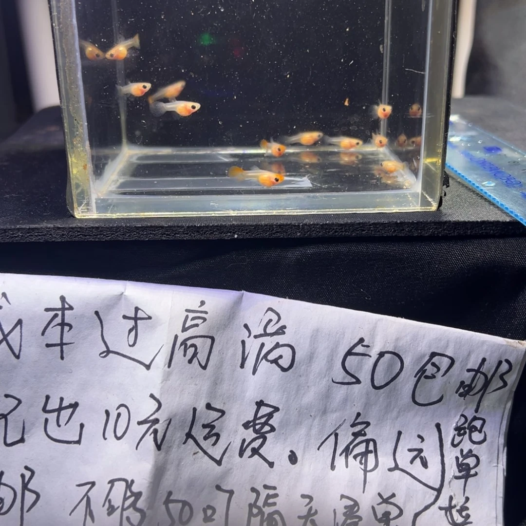 孔雀鱼玻璃猫孔雀鱼孔雀鱼25