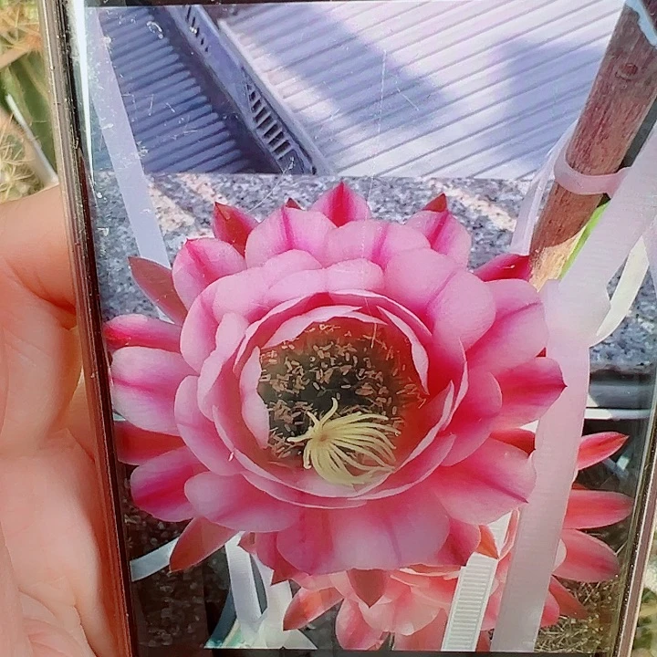 毛花柱粉中筋侧芽拍一发二