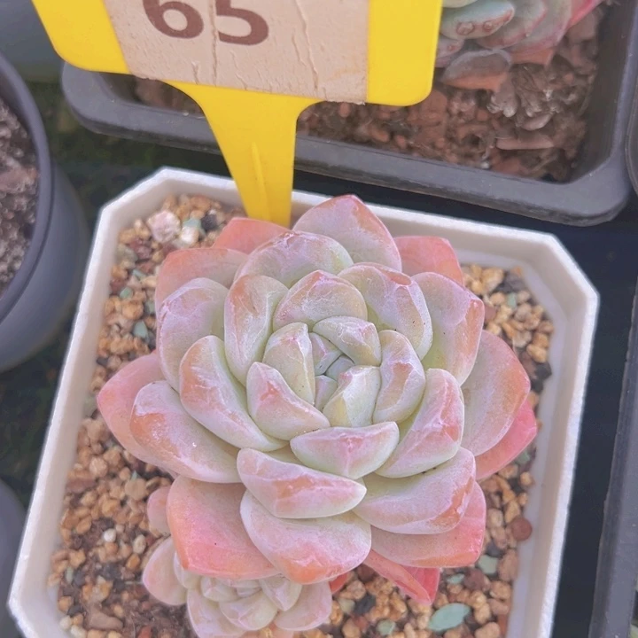 健健康康平平安安