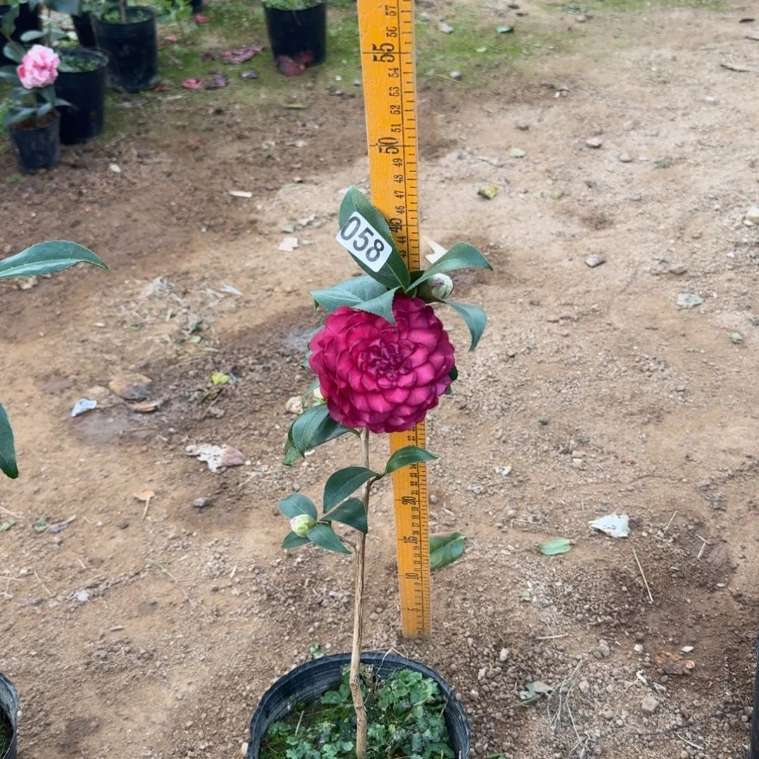 少量花朵（建议范围：2朵-5朵 或40%以下）058紫螺旋