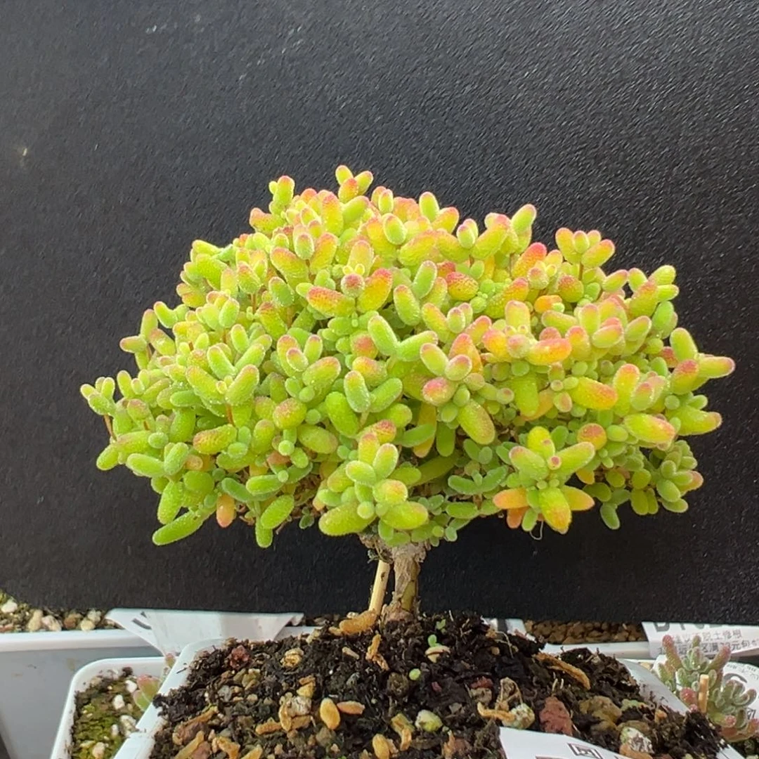 dy5285大长腿蜜橘糖球冠幅8.5cm