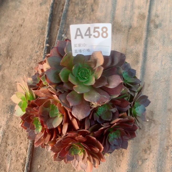 红魔玫瑰周正小颗458