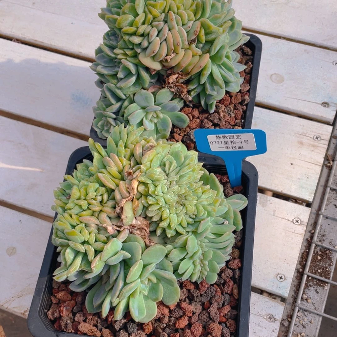 0721-9-草莓啵啵缀化一颗