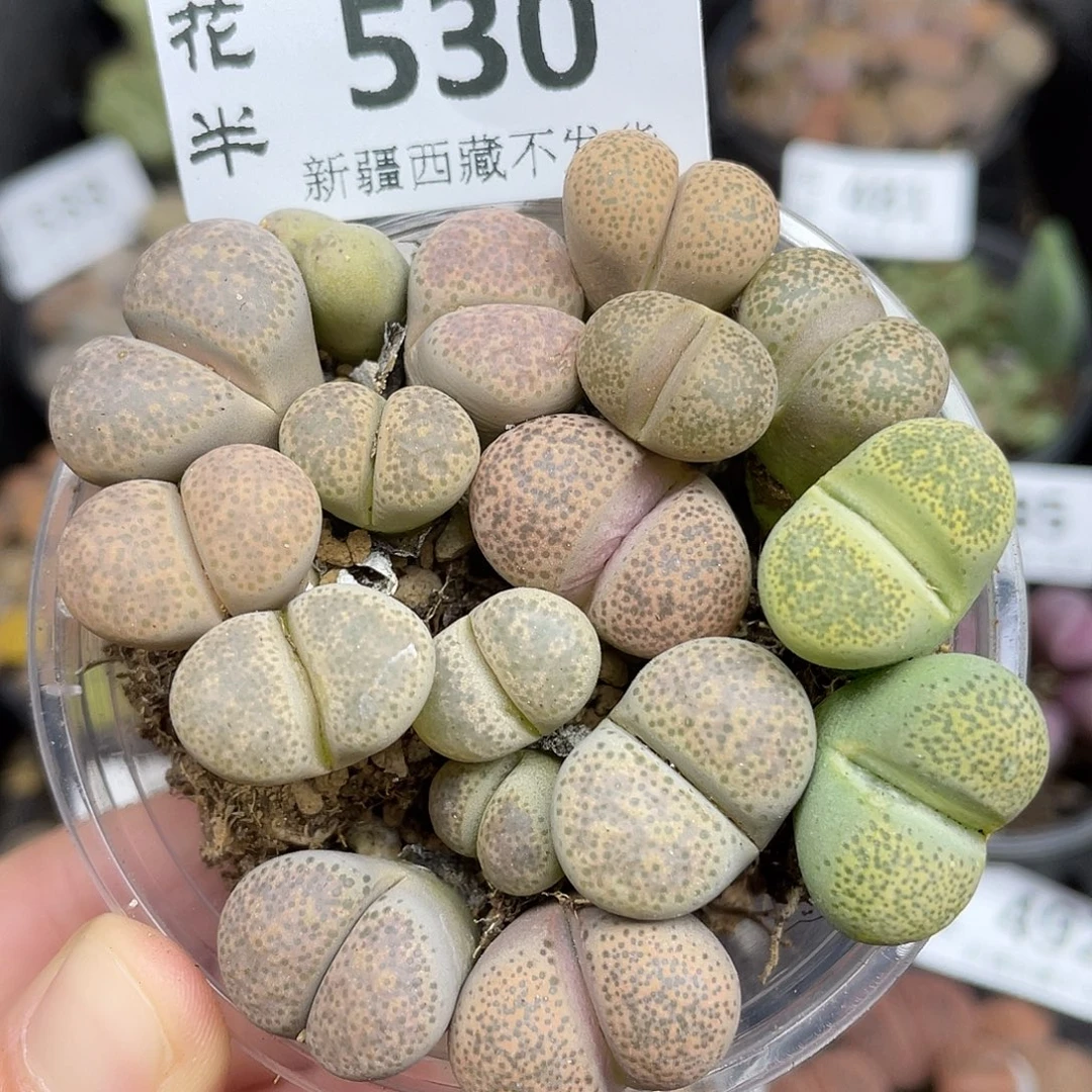 530000000花花花花花花