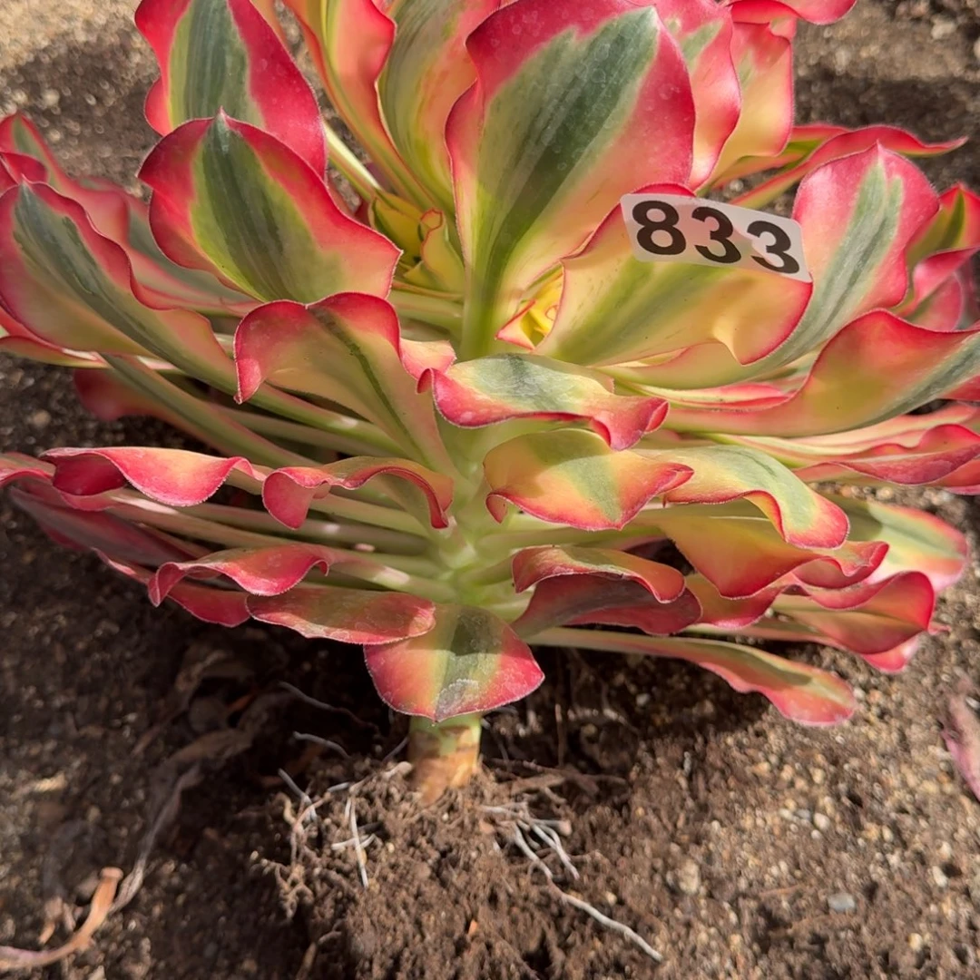 重***始833多肉植物爱丽丝多肉