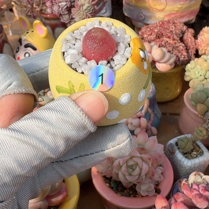 1多肉含盆土 满30元包 除偏远