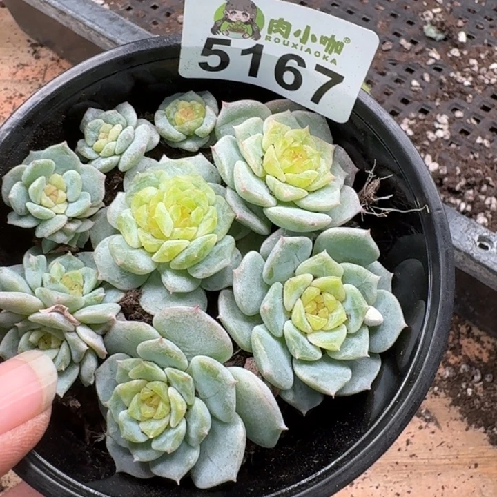 完全开放多肉植物多肉植物