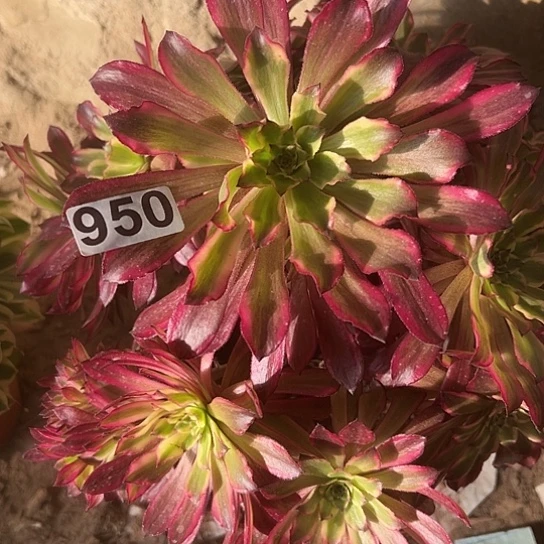 蜂**人多肉植物一个