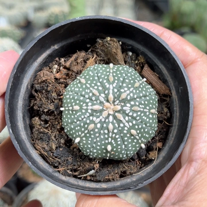 奇迹兜球一物一拍实生4.3