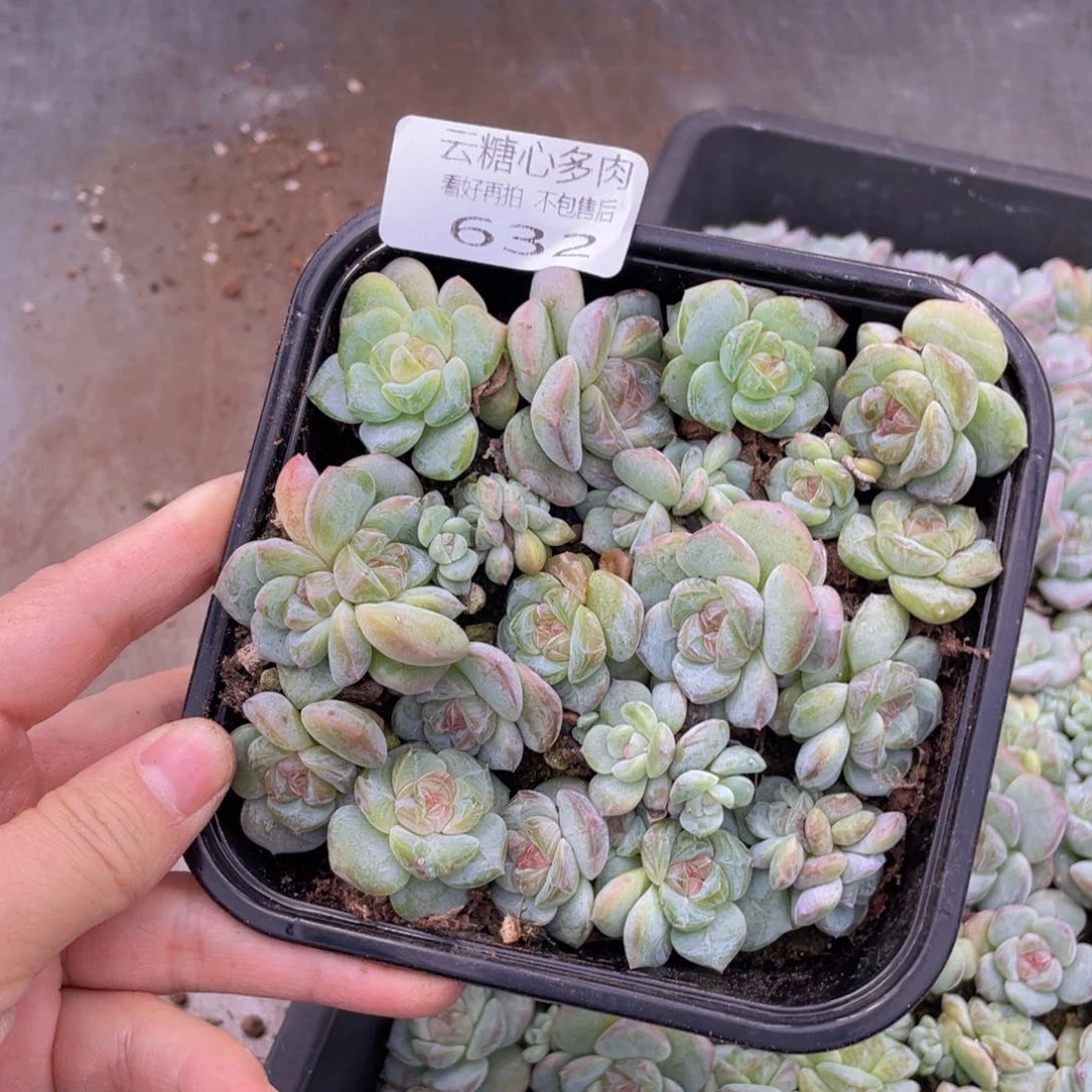 云糖心多肉植物632