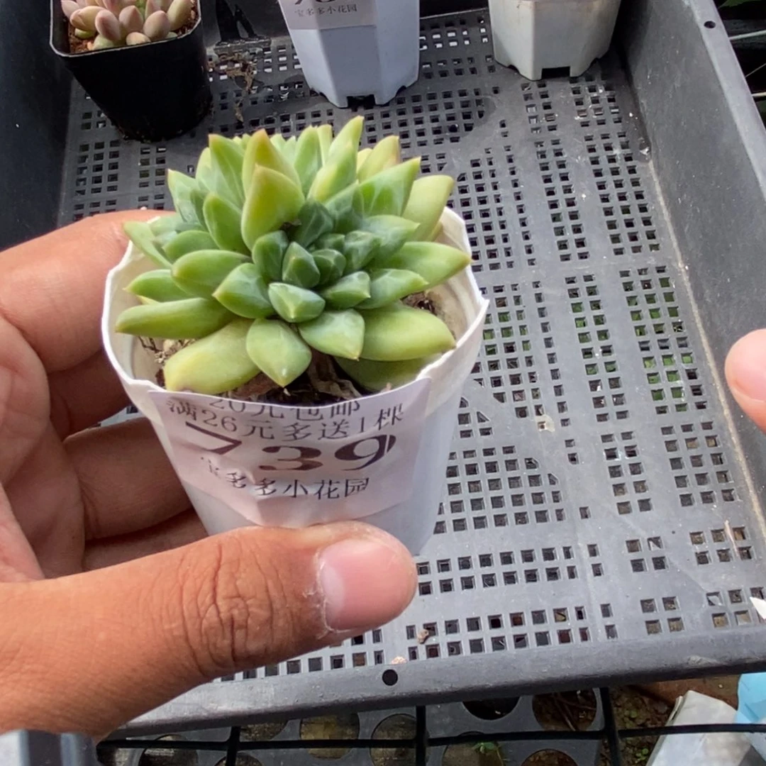 三头伊卡鲁斯群一物一拍满20包邮满26送一颗精品多肉