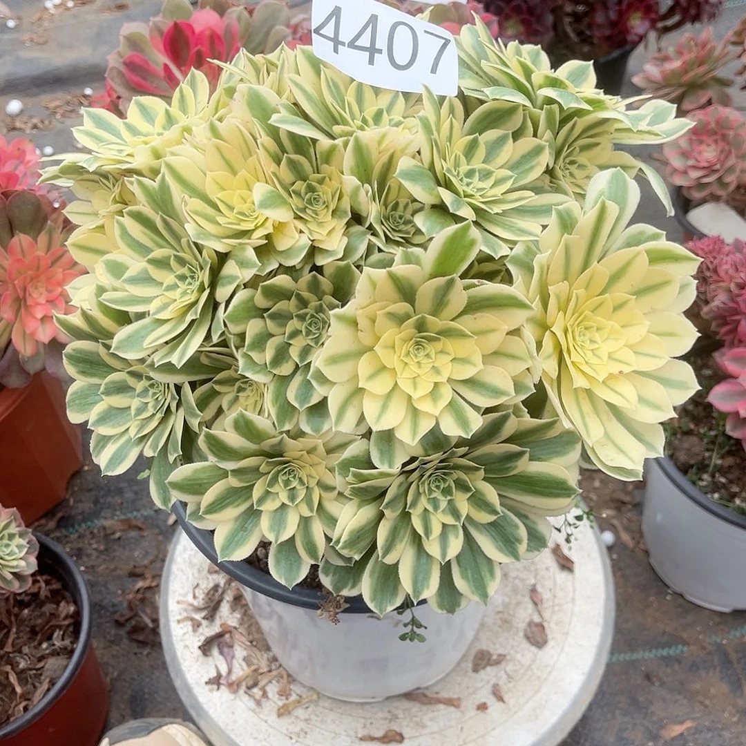 4407迈巴赫多肉植物