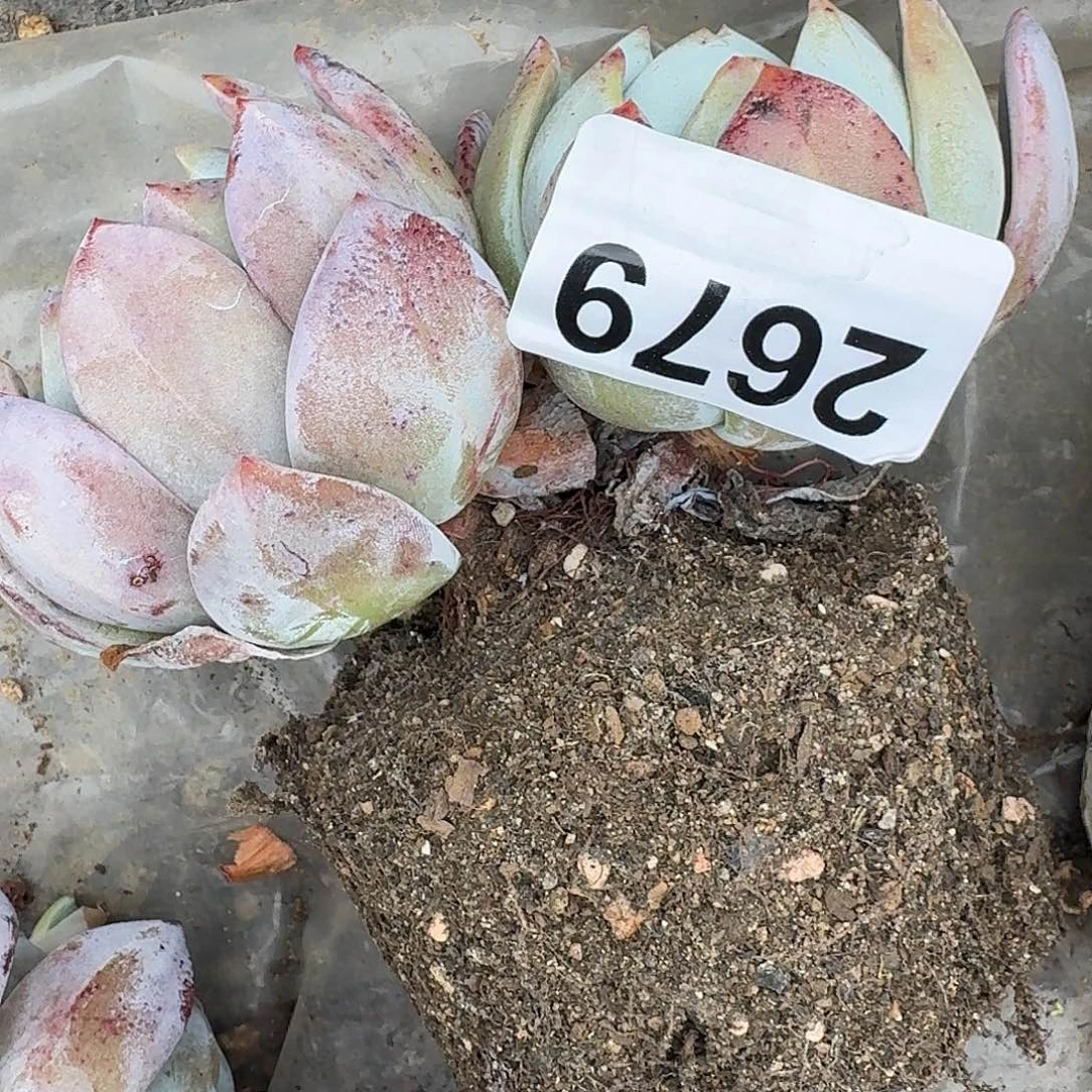 岁**好15666666669666666