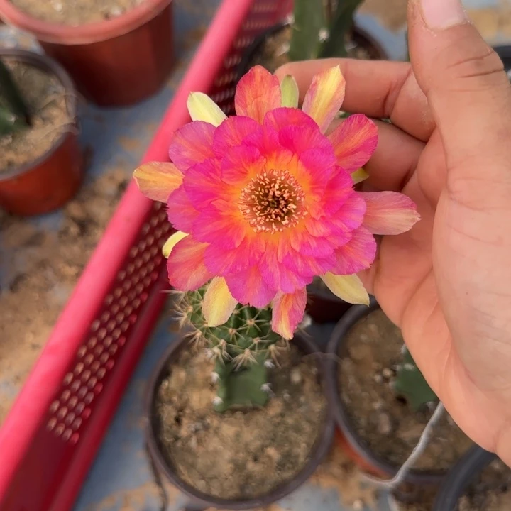 丽花七夕嫁接秀铺