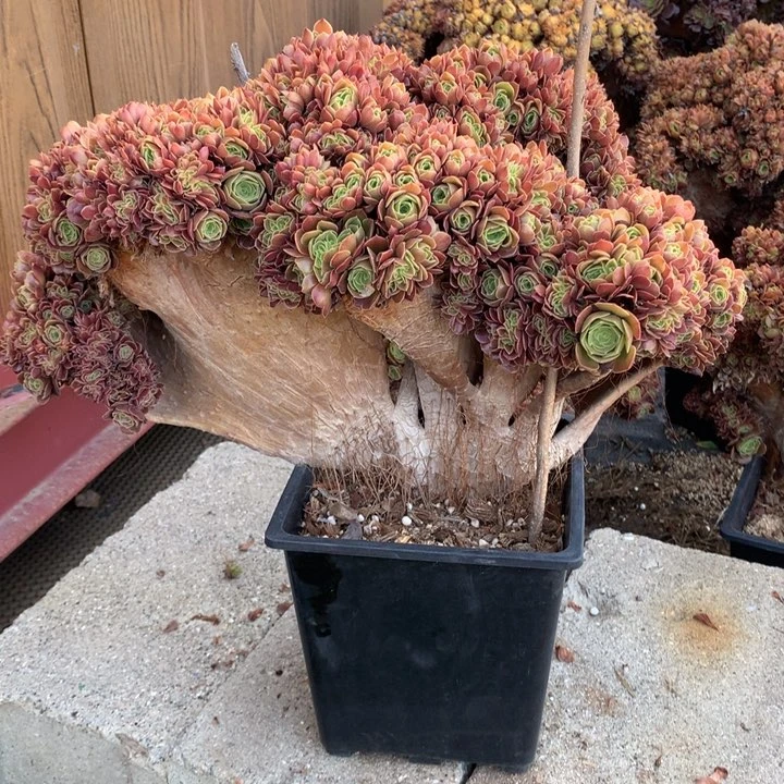 红玫瑰朵朵脱土包顺丰