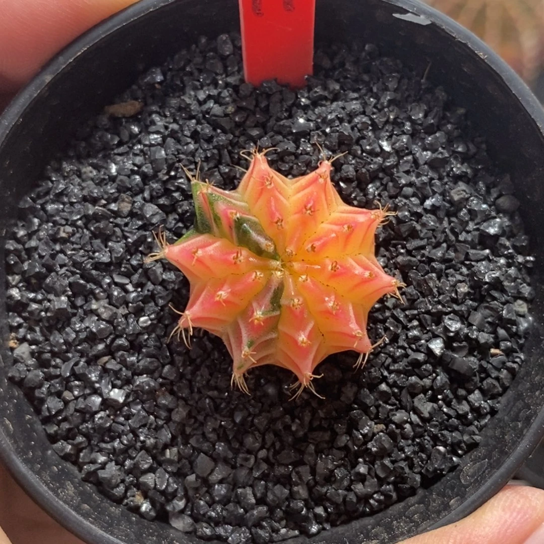 精品米哈—脱土发货22