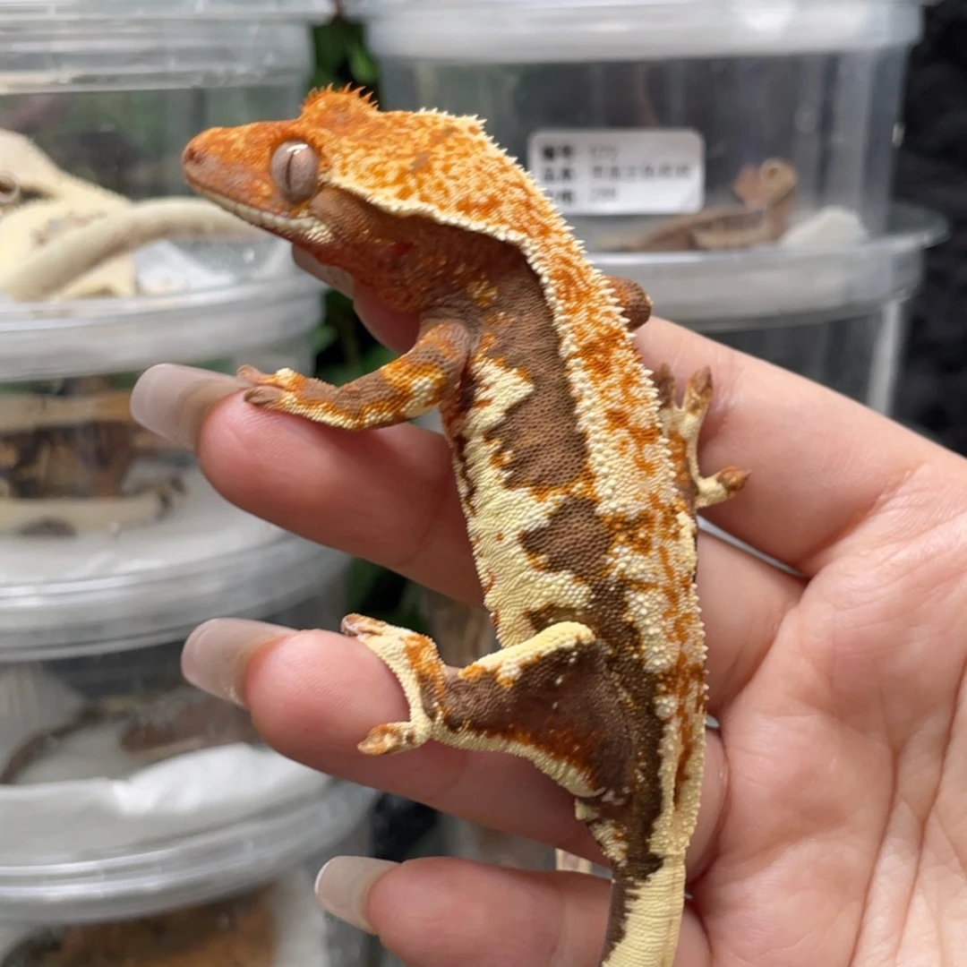 睫角守宫睫角守宫莉莉白母