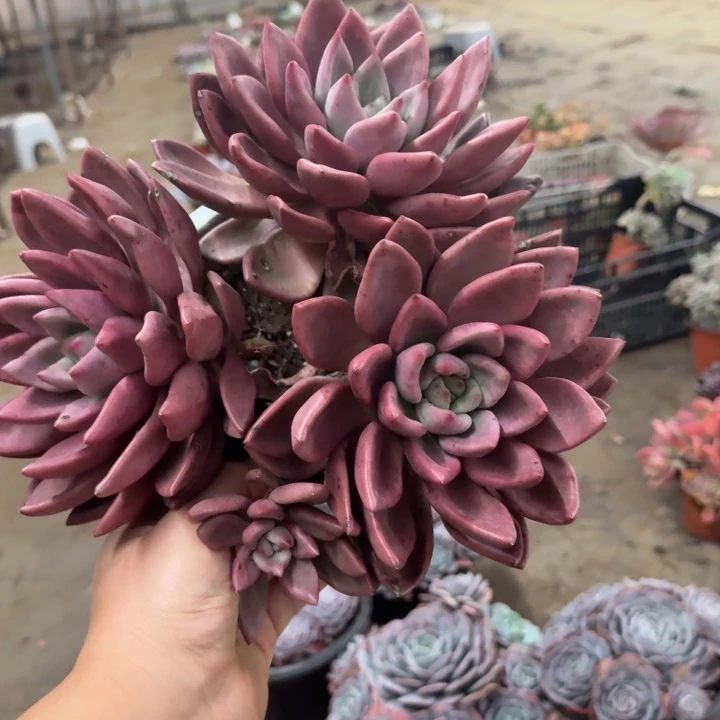 桃花源三大头起大盆