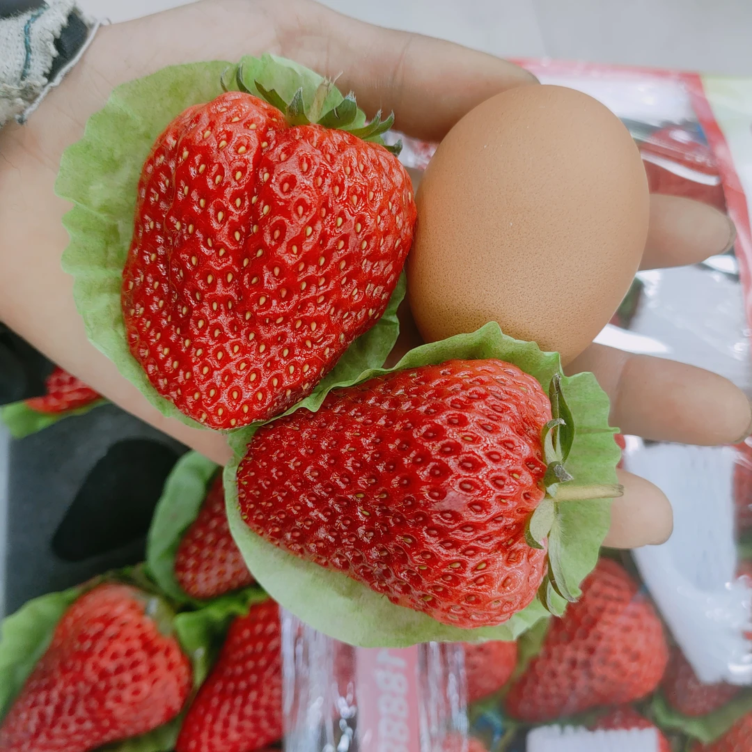 w丹东大板草莓