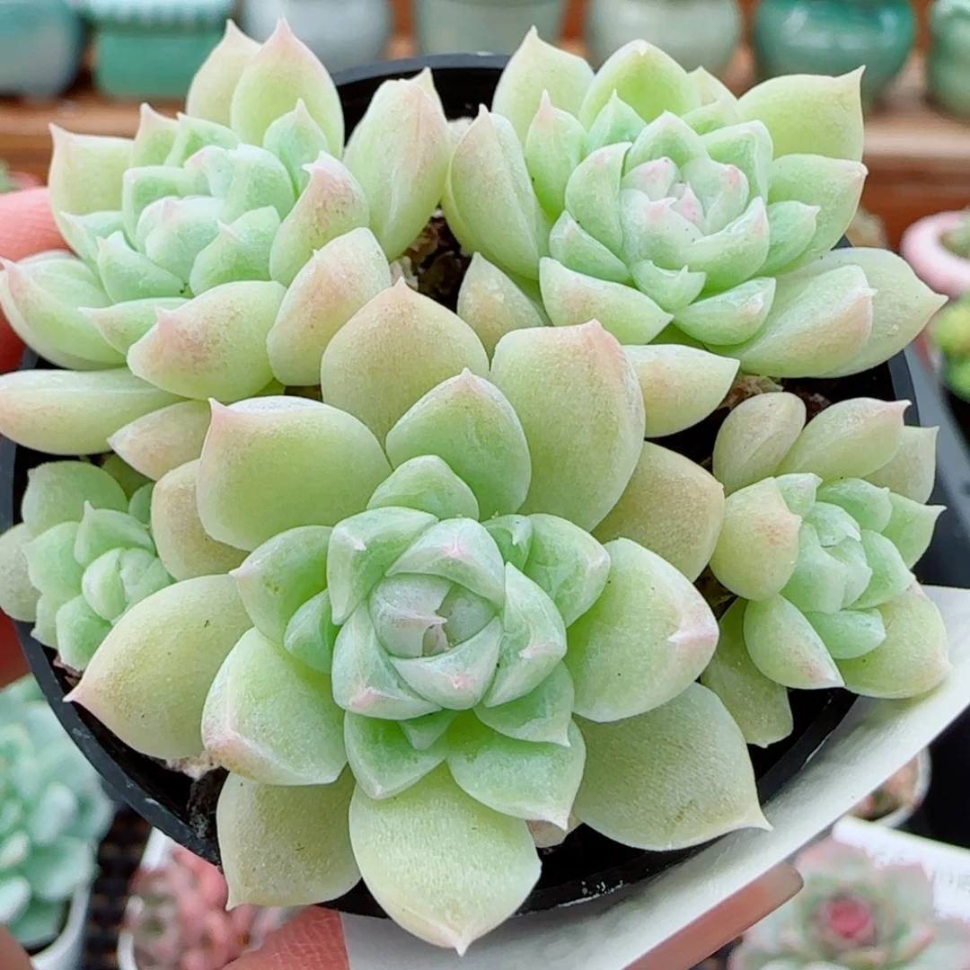 花语逸镜1006-469