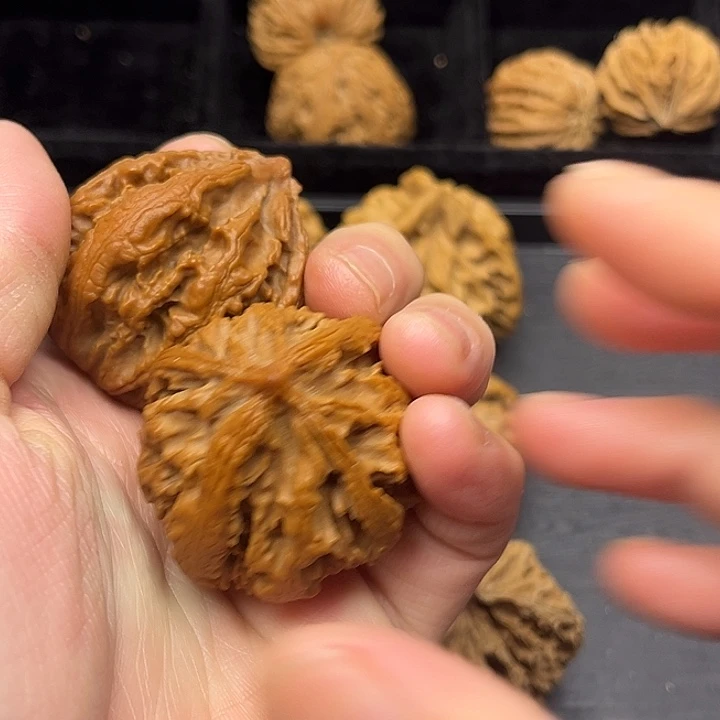 木质类秦岭突突突突突突突