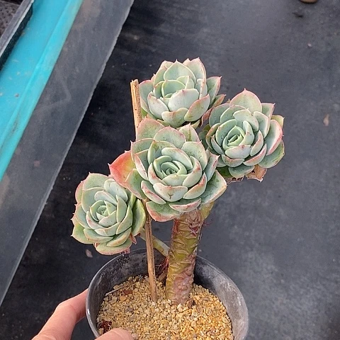 831多肉植物老桩
