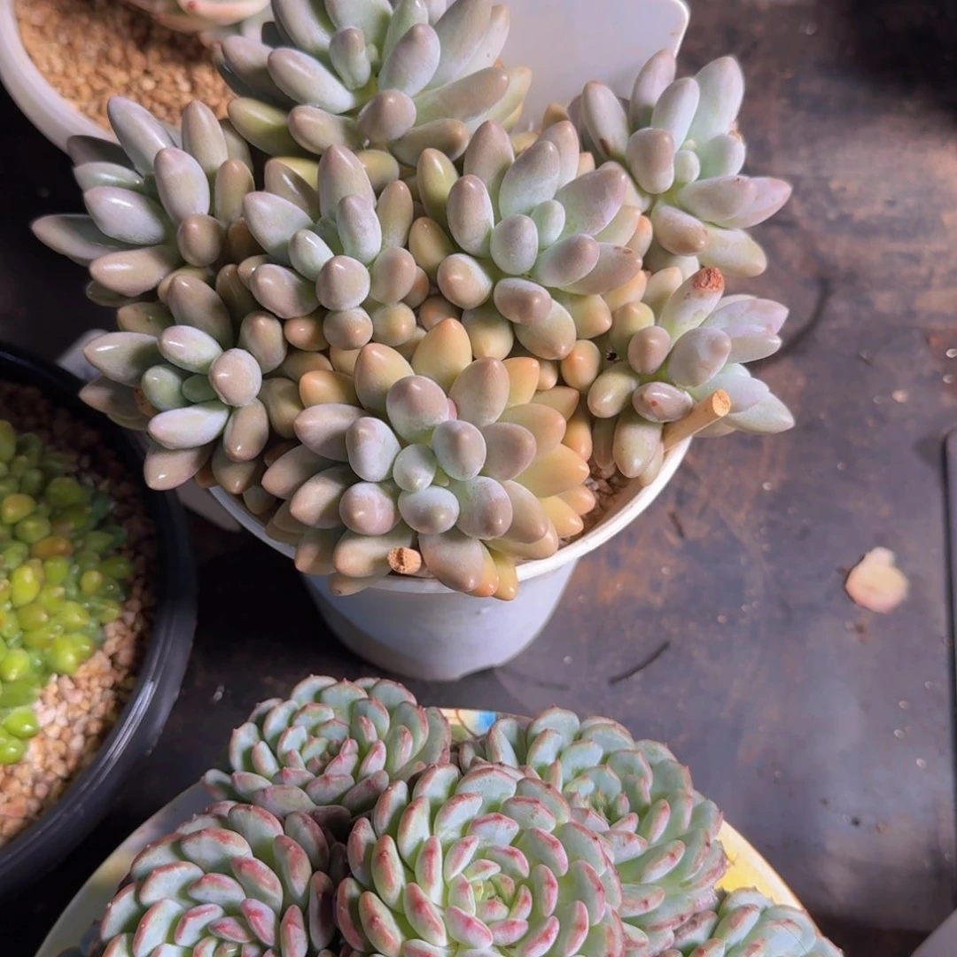 妹夫的事办得好就给人家