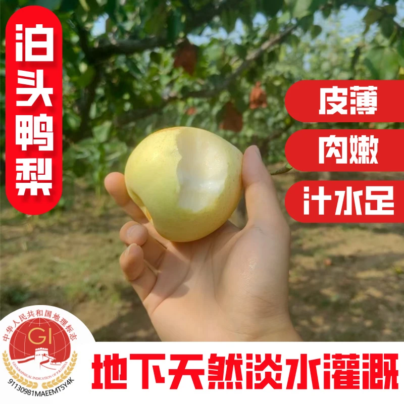 【泊头鸭梨】河北正宗水晶梨用天然淡水灌溉新鲜皮薄汁水足02