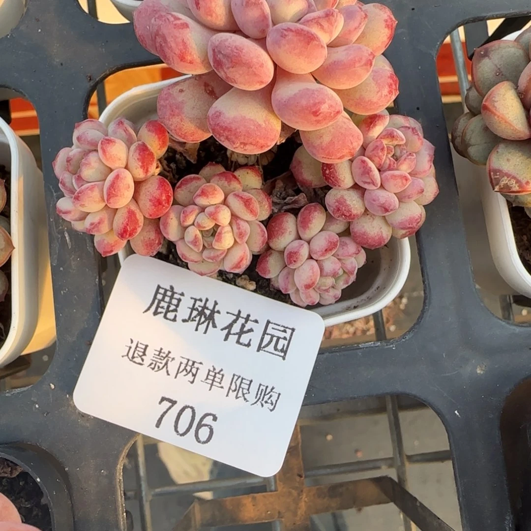 抖****抖闪购精品多肉706号