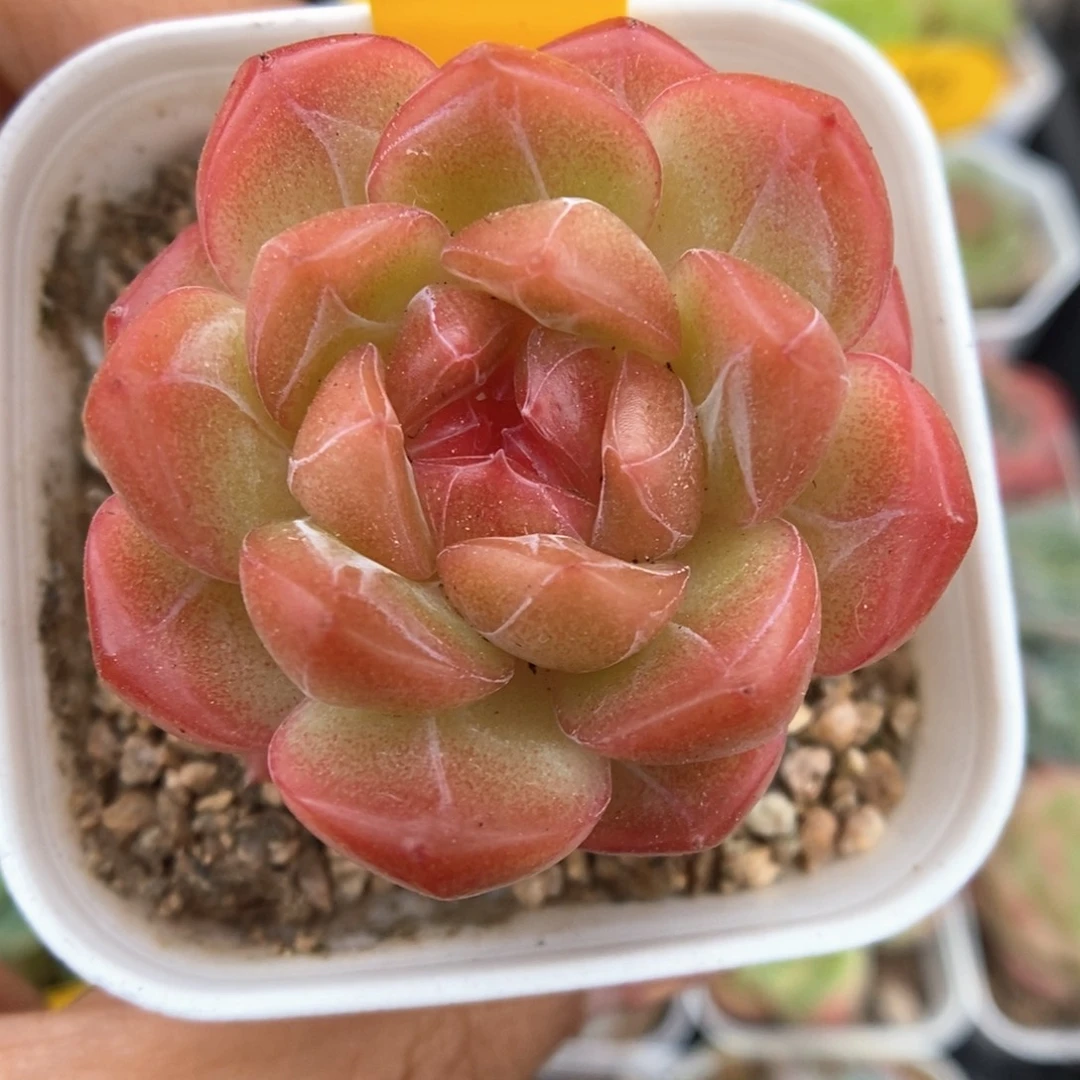 琴心可拍987号。