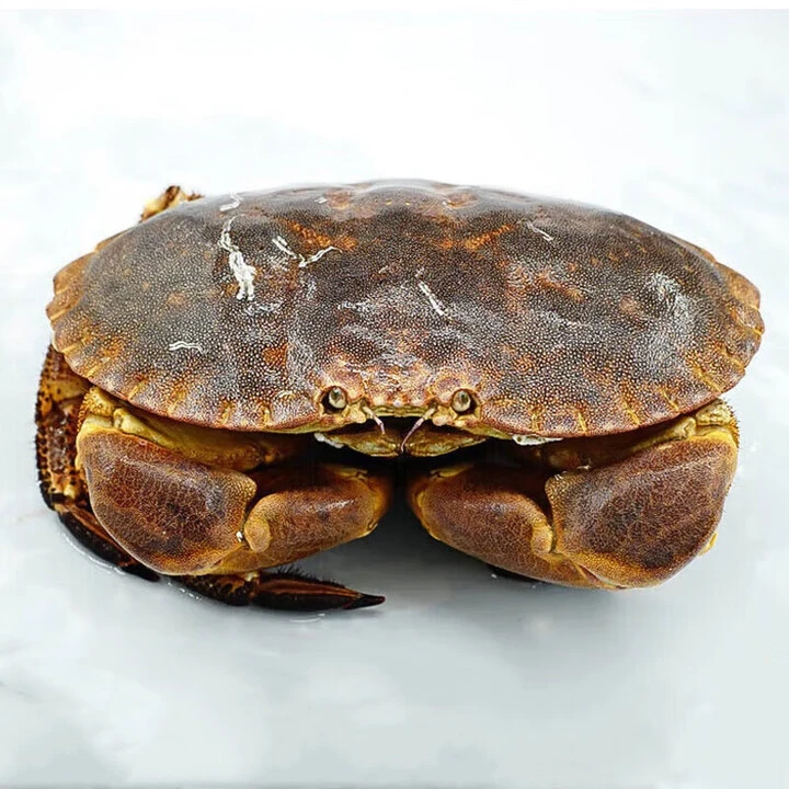 【鲜活面包蟹-南京1小时到家】包肥鲜活满肉到家 众彩美人鱼海鲜