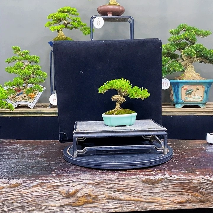 无花朵黄杨盆景四季常青