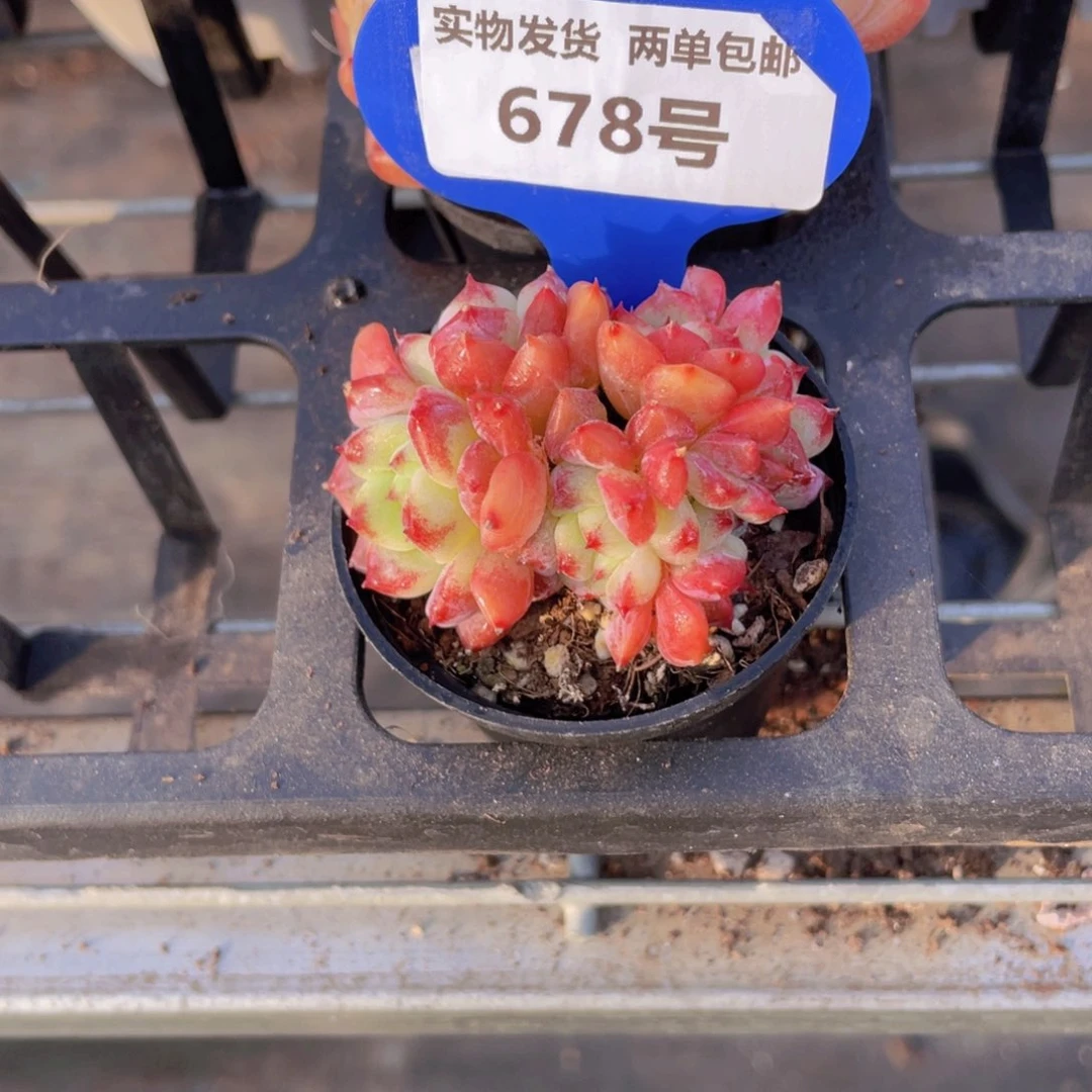 678号 沙漠玫瑰朵朵缀