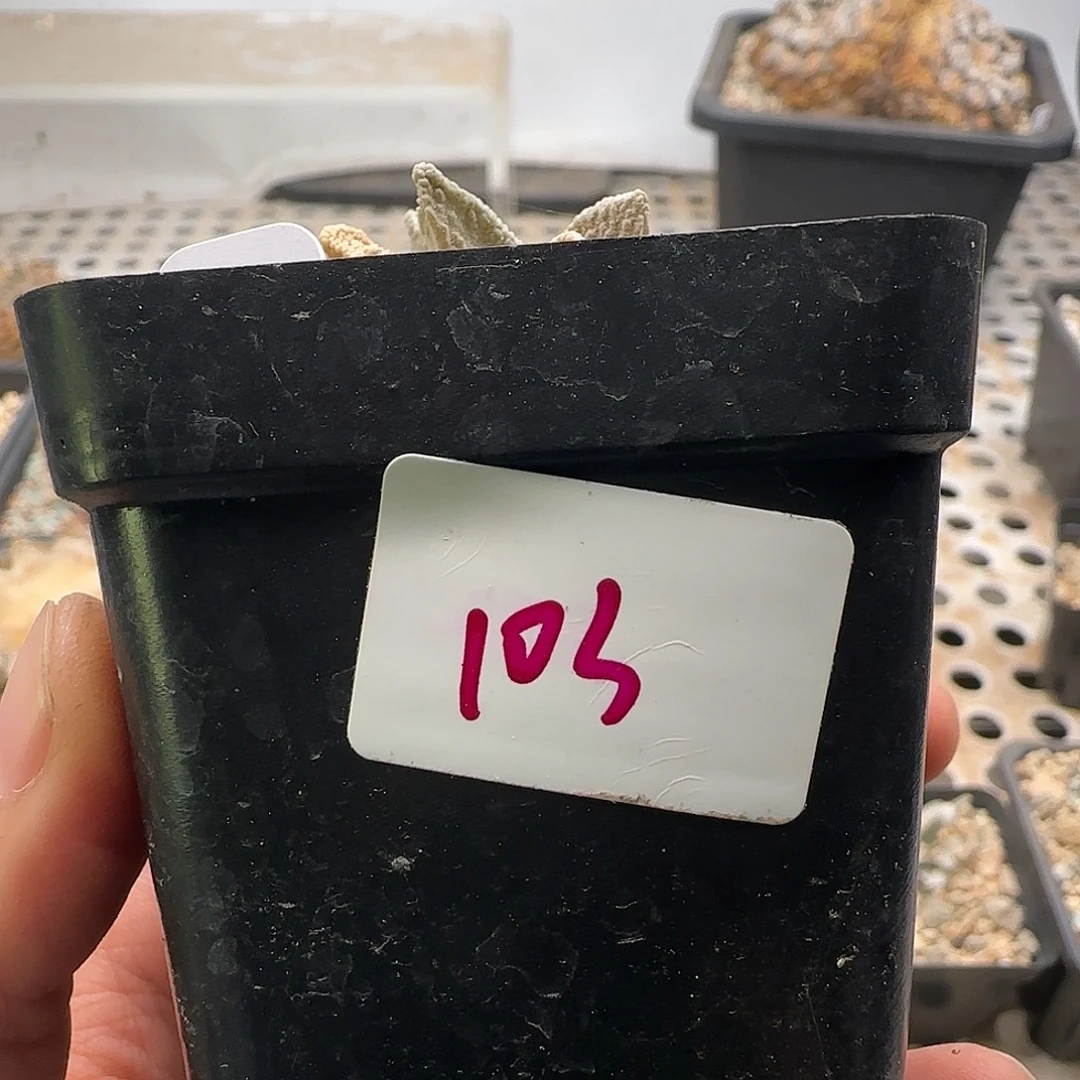 仙人球 1111111111111