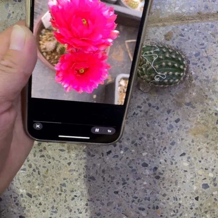 318鲜红虾歪无根侧牙3公分左右，20包邮