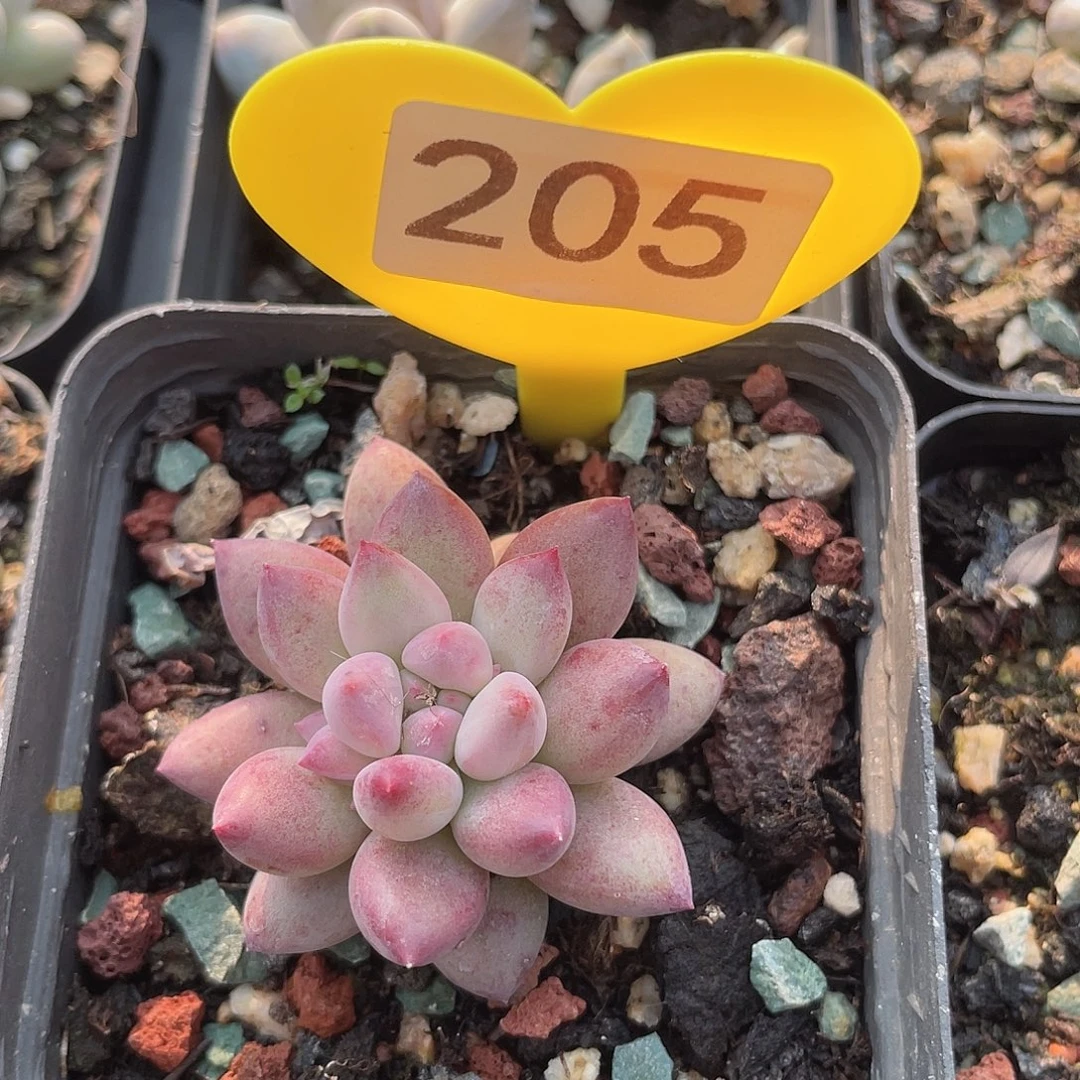 虞美人 二代 脱土发 7口盆