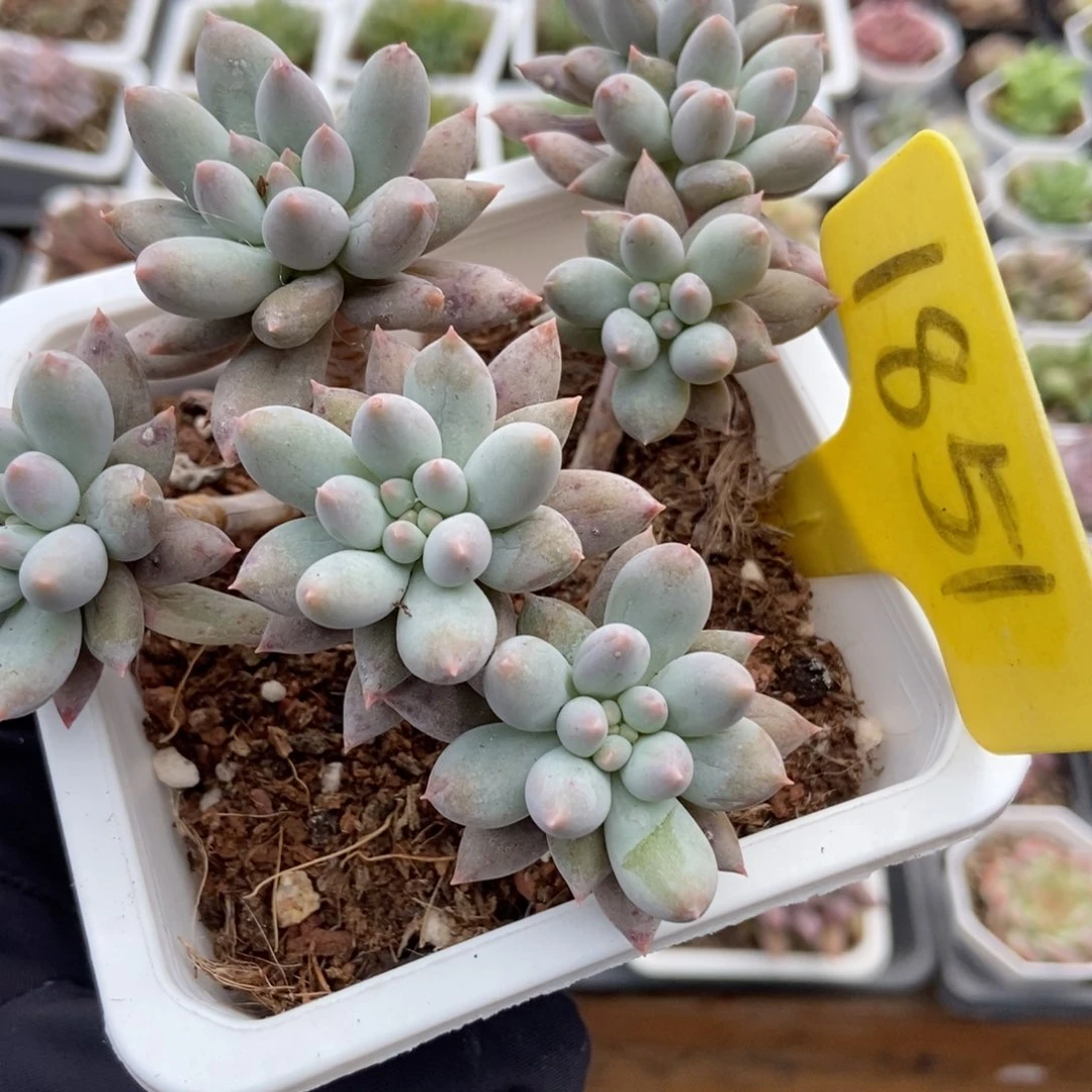 1851所罗门多肉植物保护