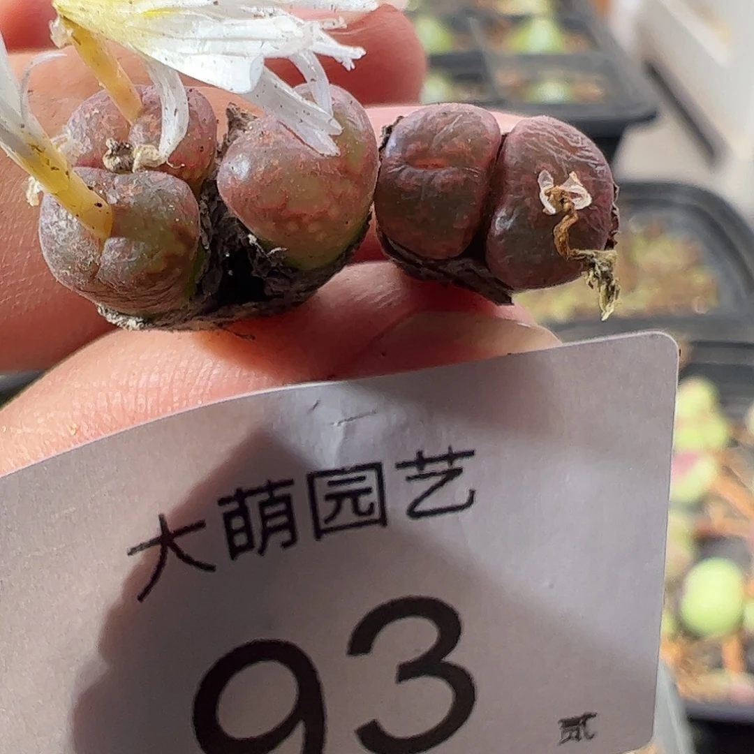 一物一拍。      93