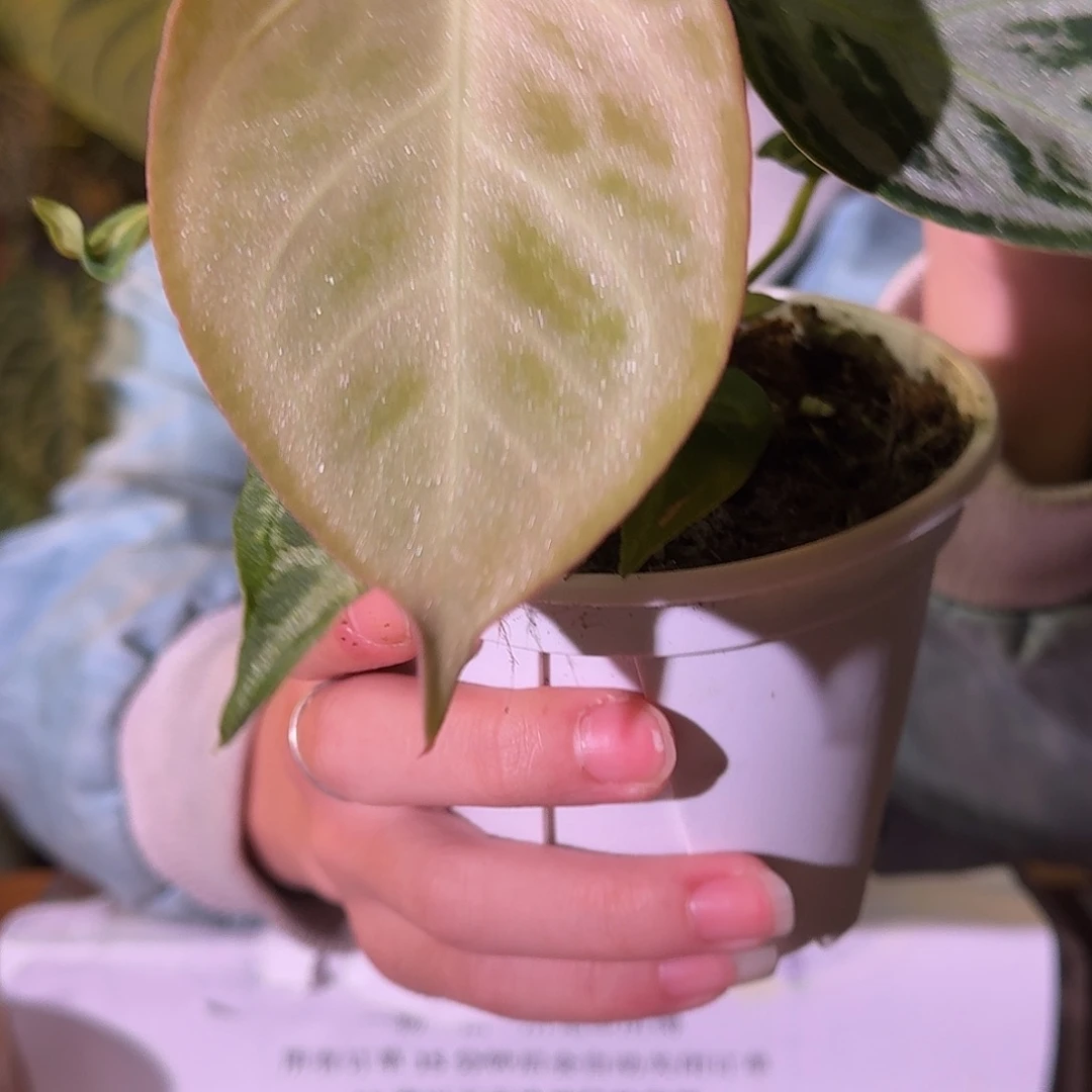 不开花植物E04白月光