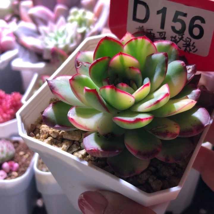墨西哥灵影花脸有根