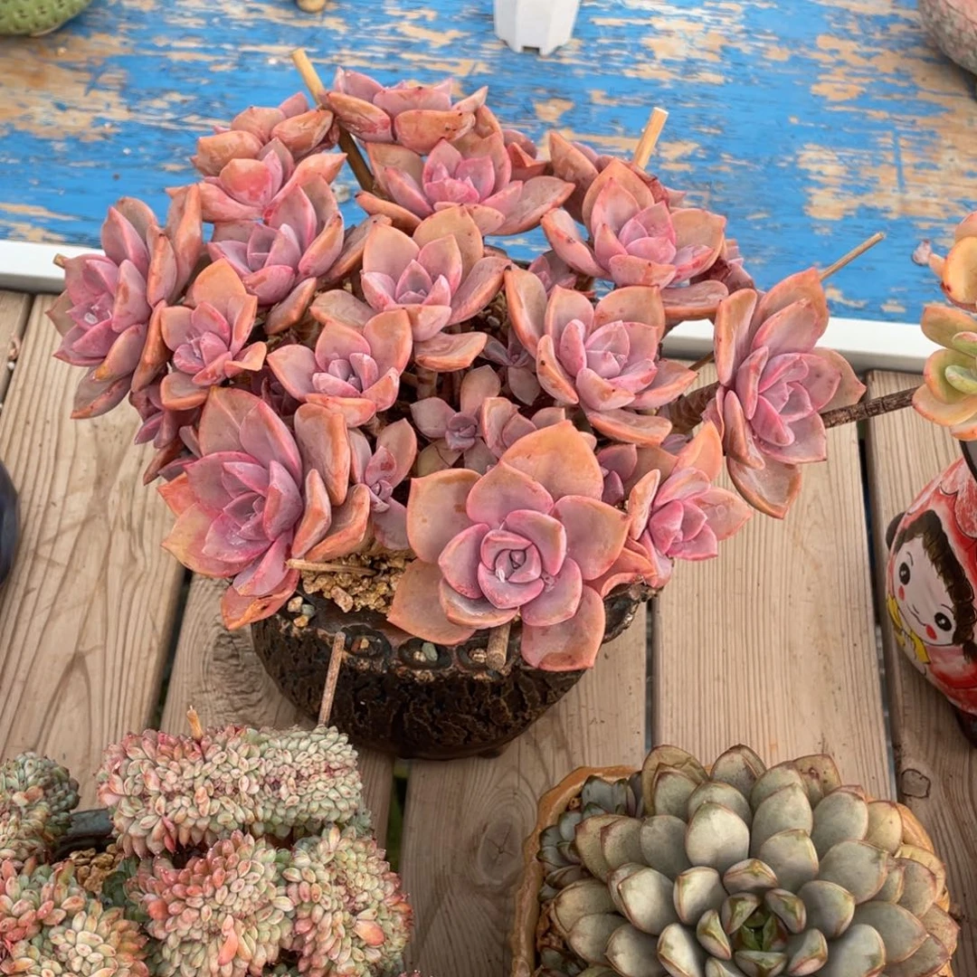 豆总多肉彩虹糖群