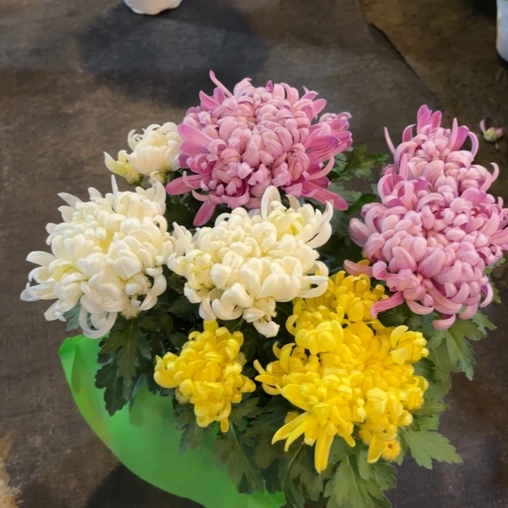 原盆原土龙爪菊白黄紫